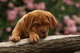 DOGUE DE BORDEAUX 336